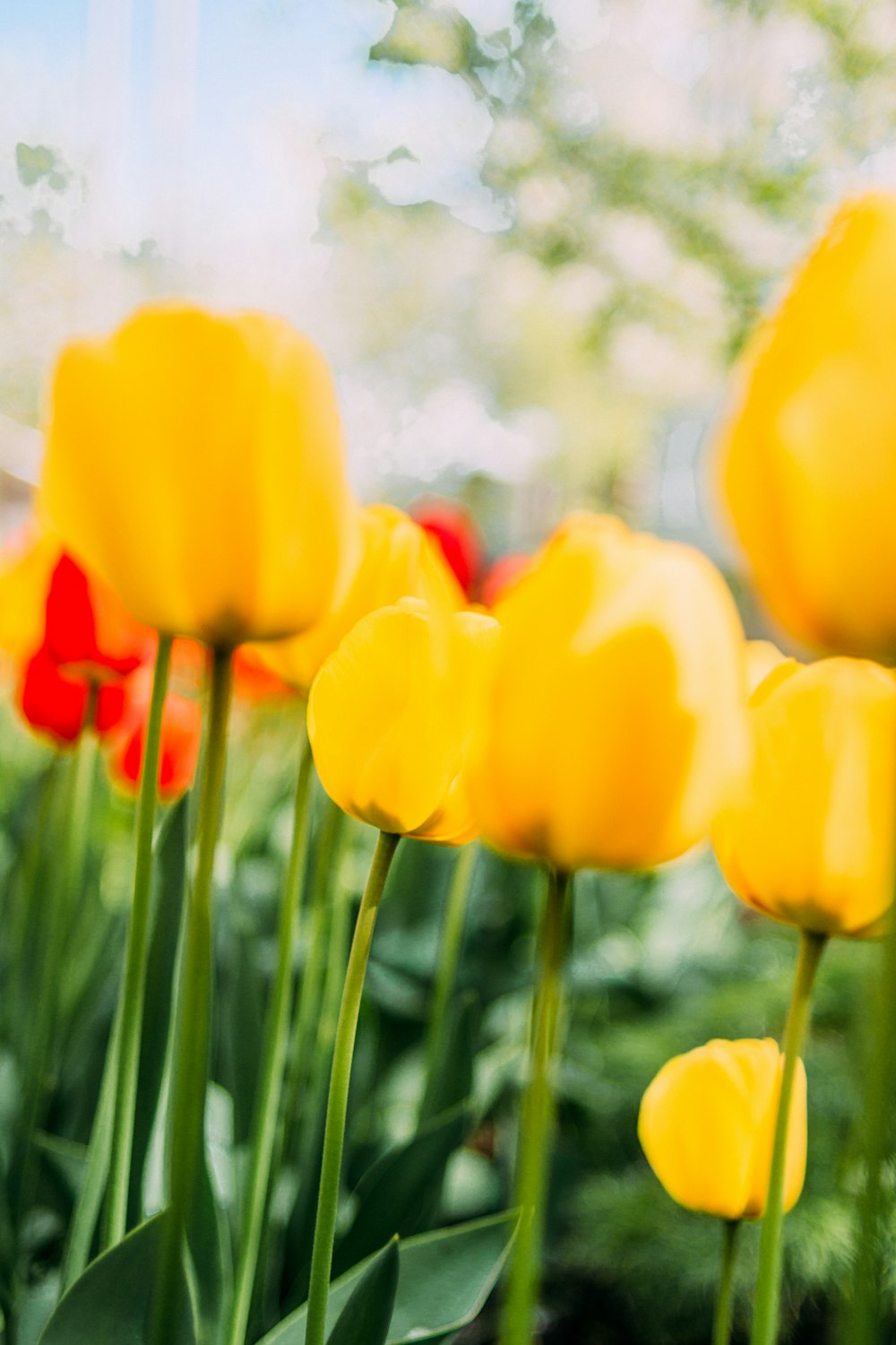 yellow tulips in bloom during daytime