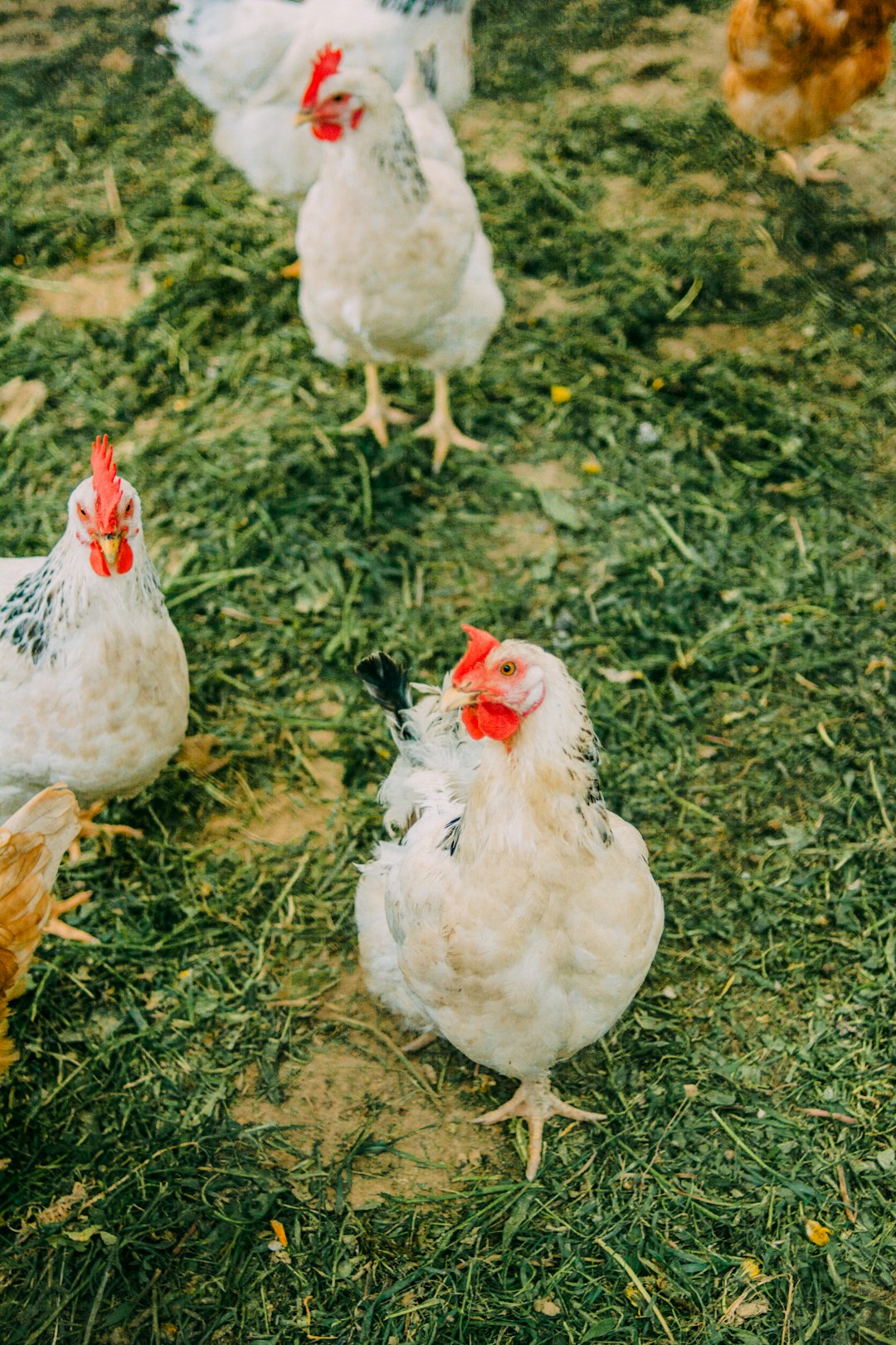 white chicken on green grass