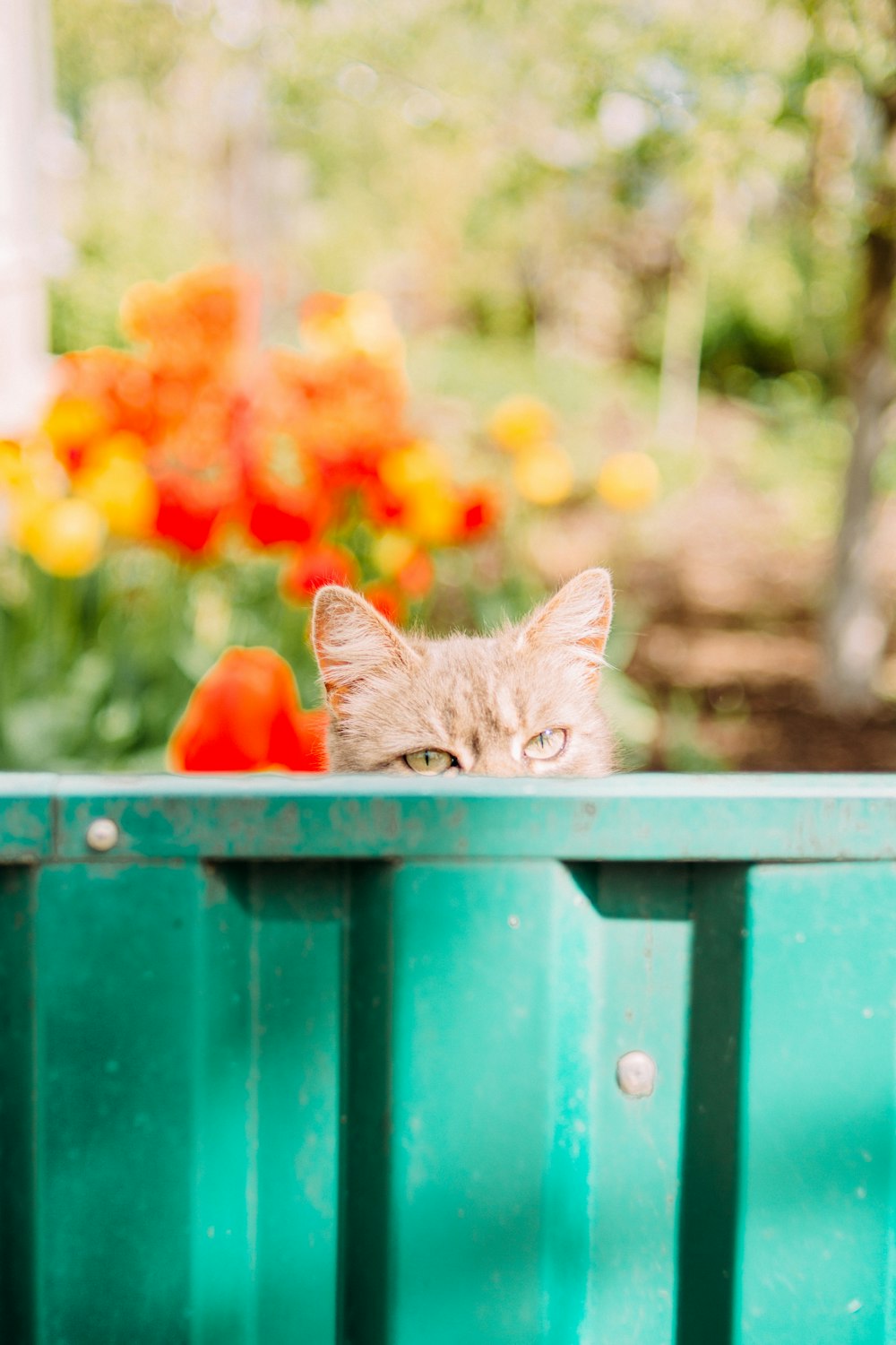 brown tabby cat on green plastic container
