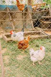 Several chickens are seen inside a fenced enclosure. The chickens, including both brown and white-feathered ones, are standing on grass. The fence is made of wire mesh, and there are various materials like wooden structures and boards in the background.