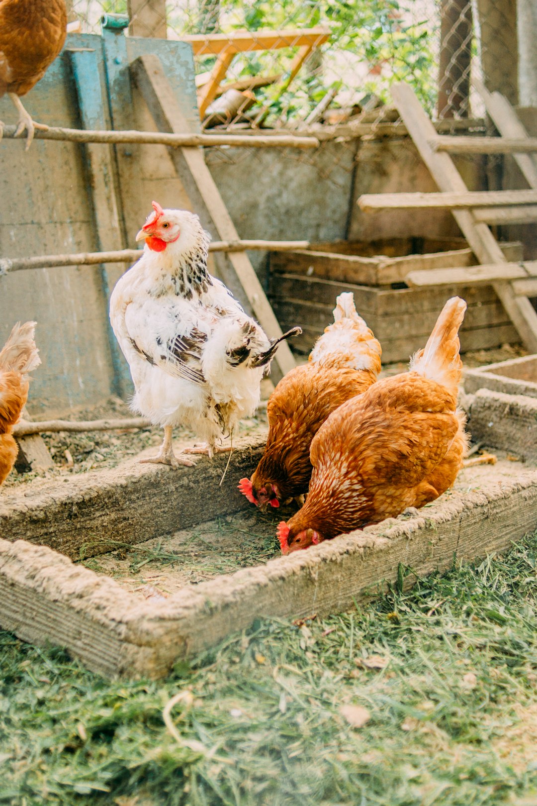 white and brown chicken on gray concrete fence