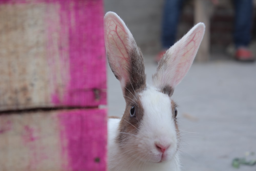 white and pink rabbit on pink table