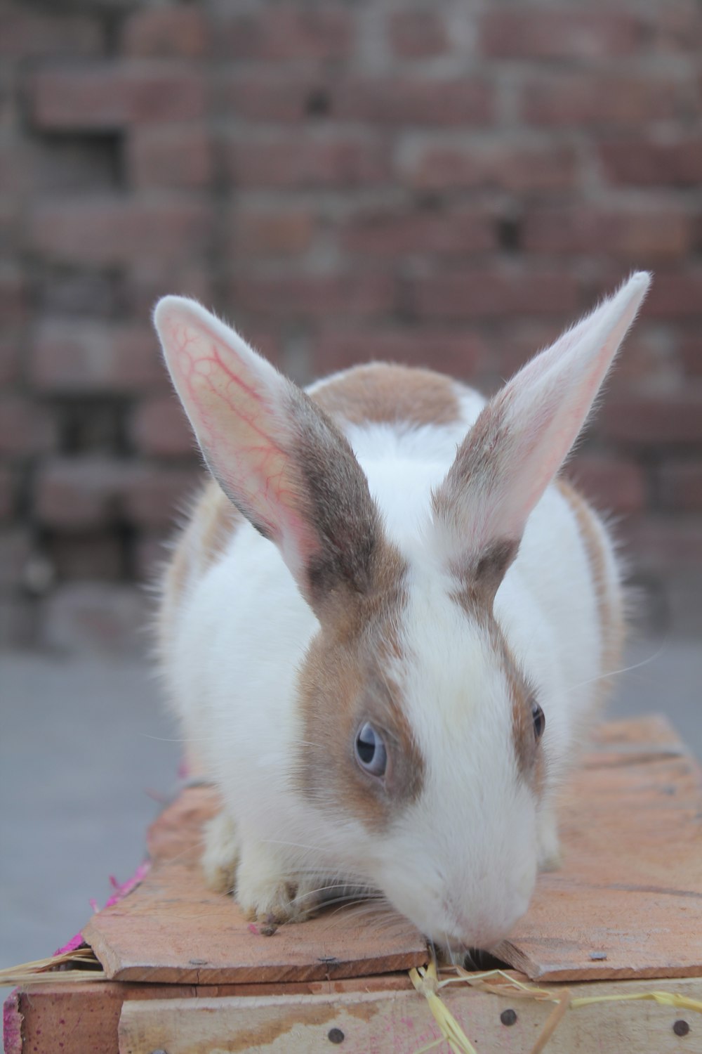 white and brown rabbit on brown wooden table