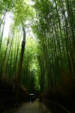 A lush, green bamboo forest with towering stalks stretching upwards. A narrow pathway leads through the forest, and a person holding an umbrella walks along it. Sunlight filters through the dense foliage overhead, creating a serene and natural atmosphere.