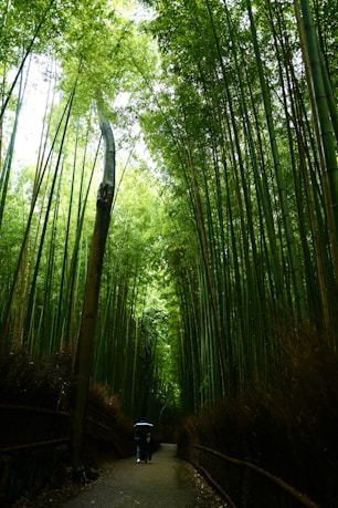 A lush, green bamboo forest with towering stalks stretching upwards. A narrow pathway leads through the forest, and a person holding an umbrella walks along it. Sunlight filters through the dense foliage overhead, creating a serene and natural atmosphere.
