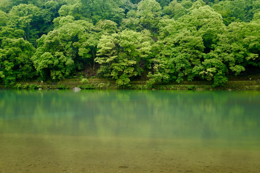 green trees beside river during daytime