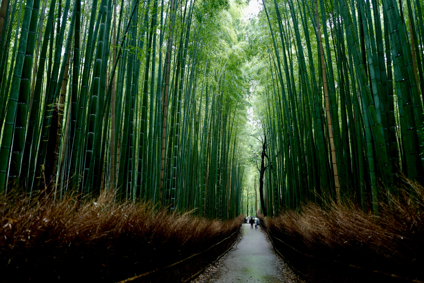 A path through a bamboo grove