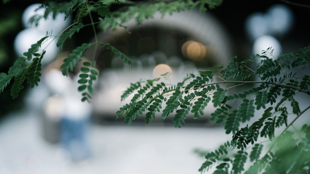 green fern plant in close up photography