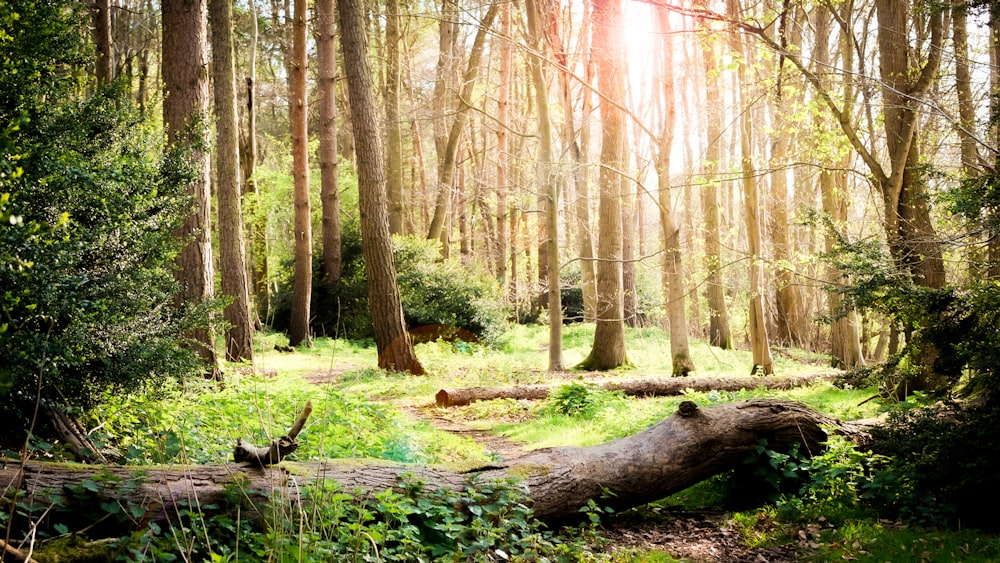 braune Bäume im Wald tagsüber