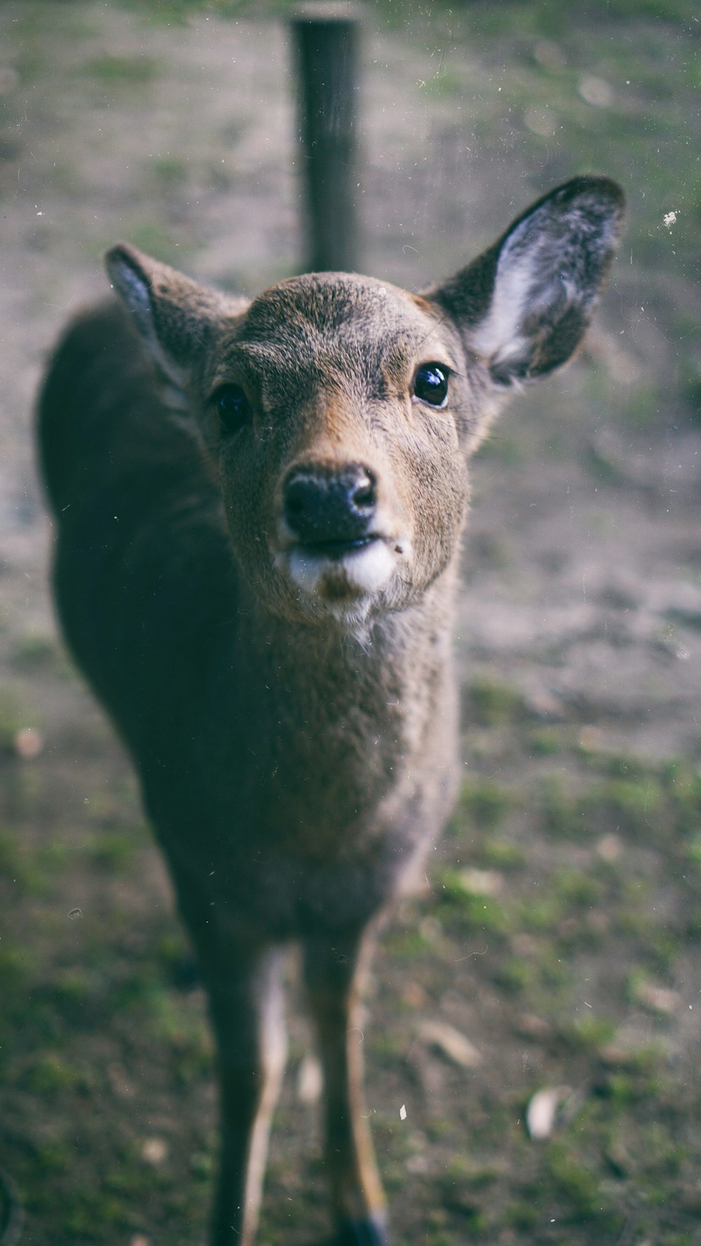 brown and white deer on green grass field during daytime