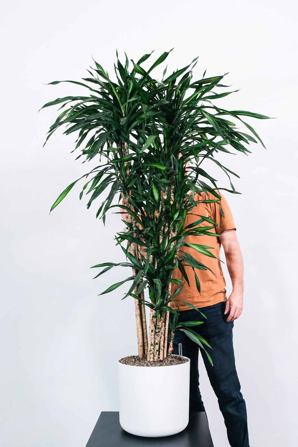 green plant on brown pot