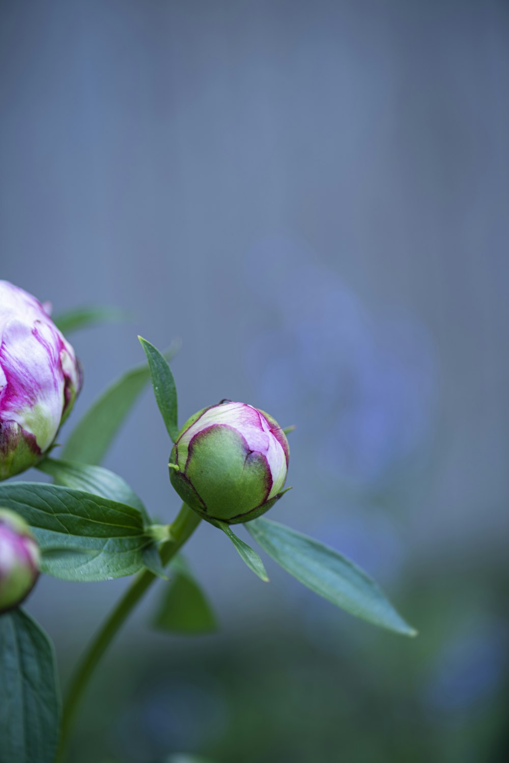 pink and white flower bud in close up photography