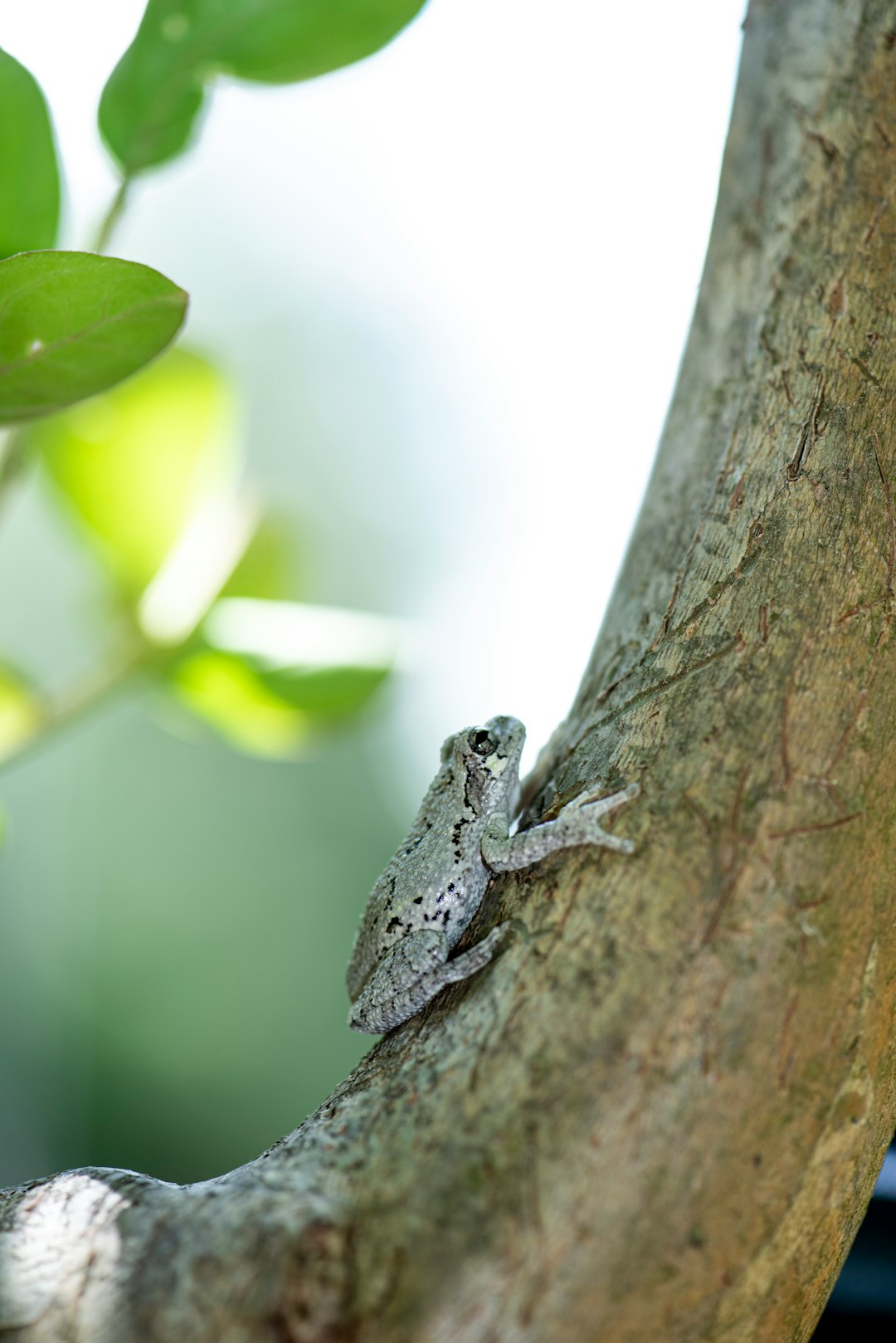 gray frog on brown tree trunk