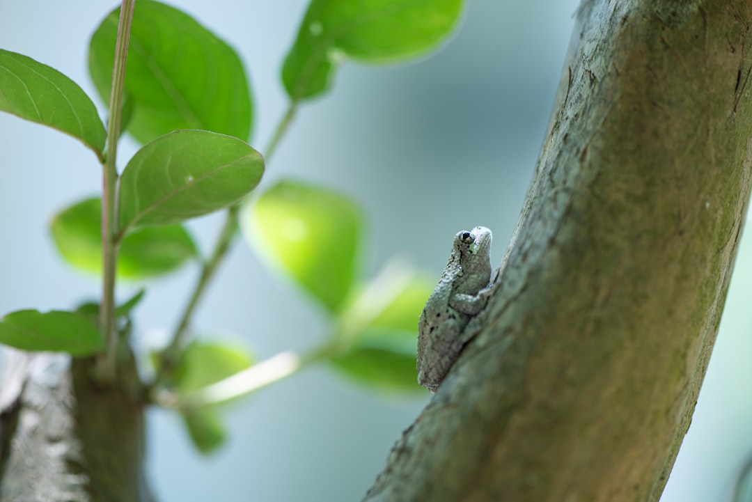 green frog on tree branch