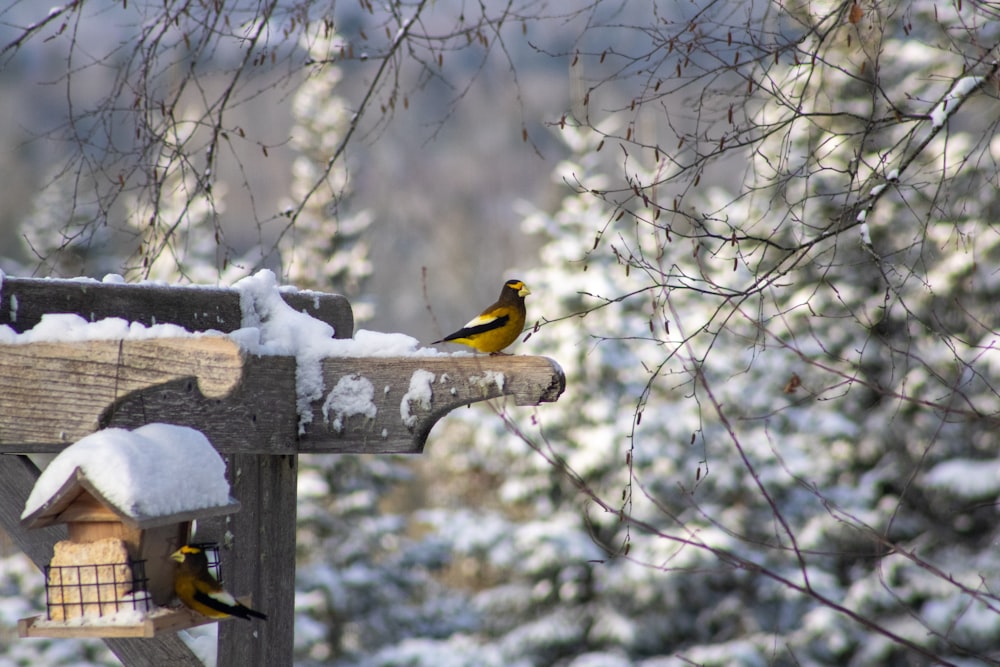 yellow and black bird on tree branch during daytime