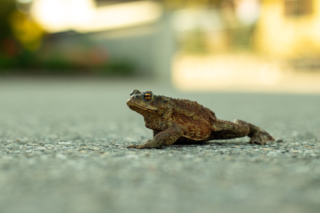 brown frog on gray concrete floor