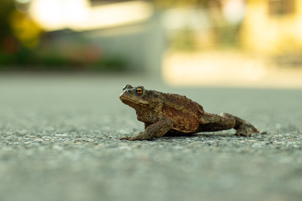 brown frog on gray concrete floor