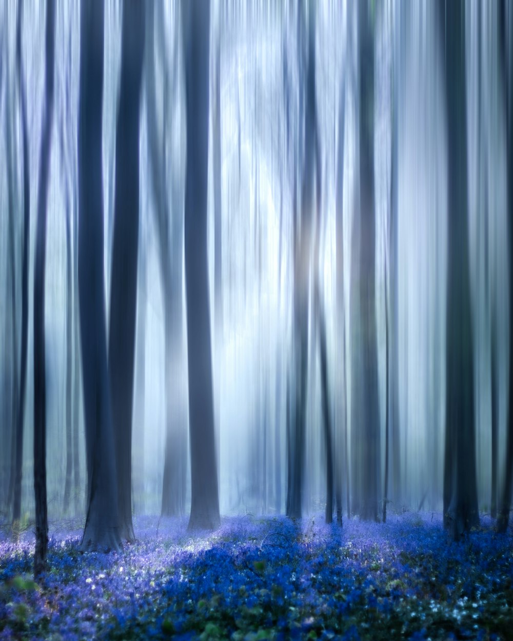 alberi bianchi e marroni durante il giorno