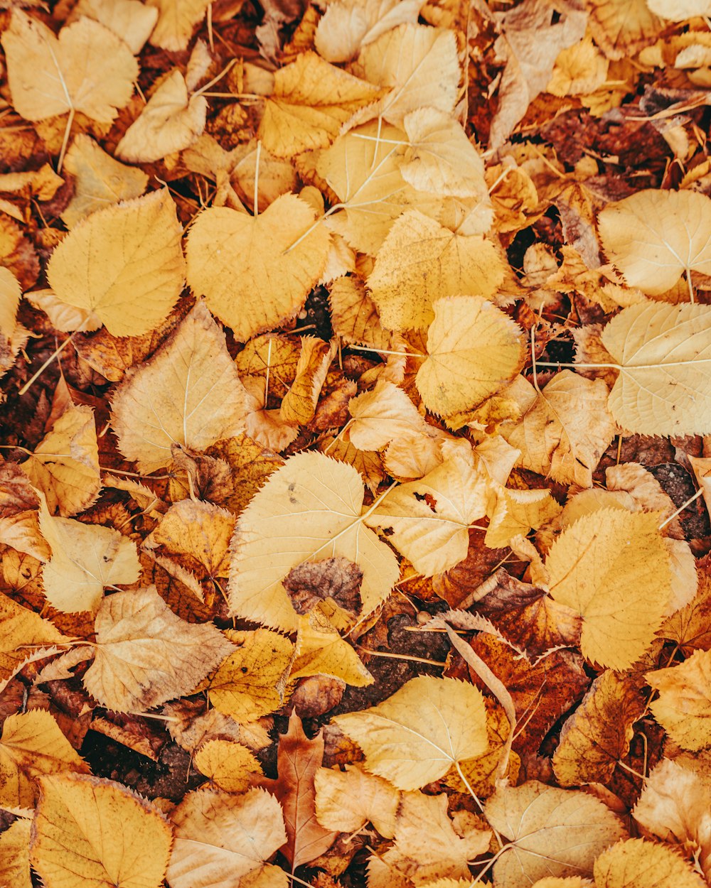 brown dried leaves on ground