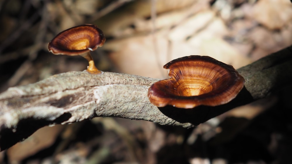 brown mushroom on white tree trunk