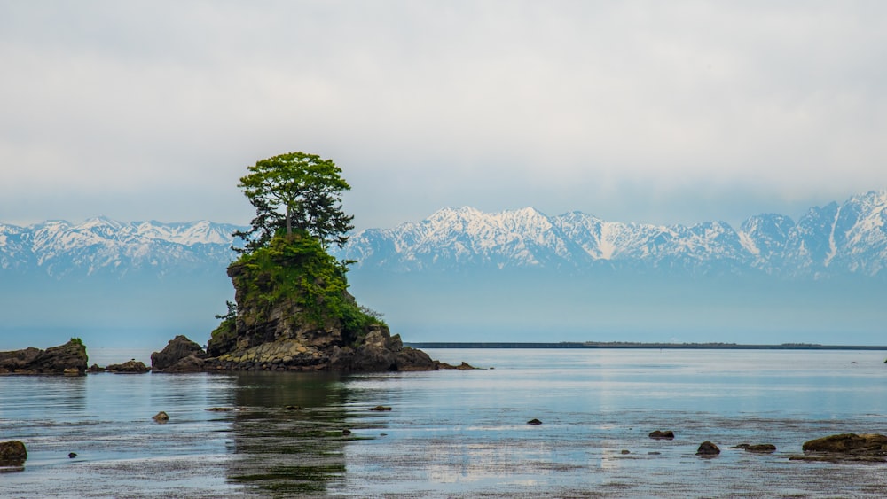 green trees on rock formation near body of water during daytime