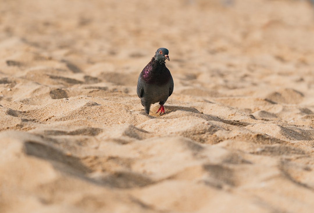 black and red bird on brown sand during daytime