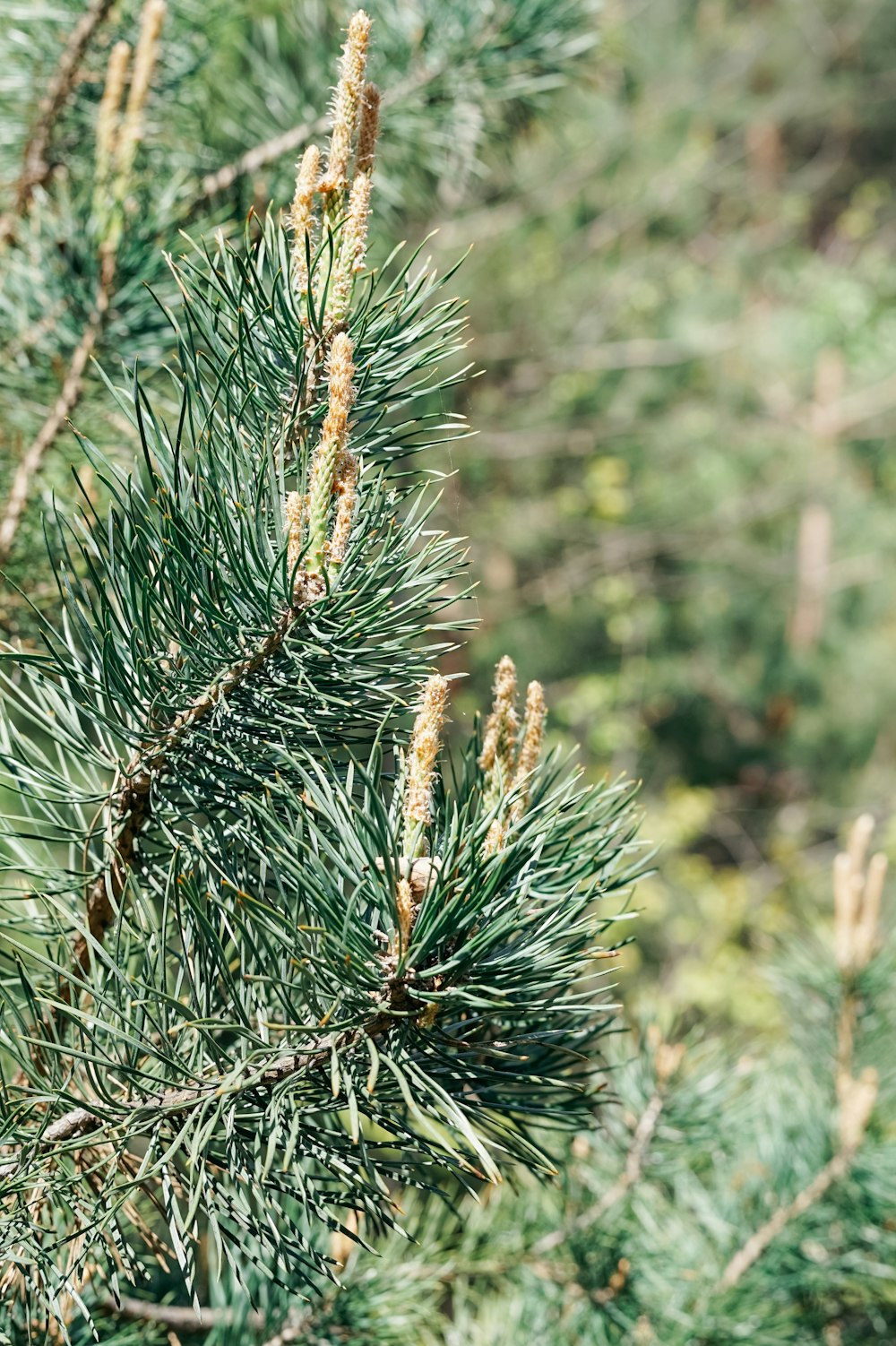 green pine tree in close up photography