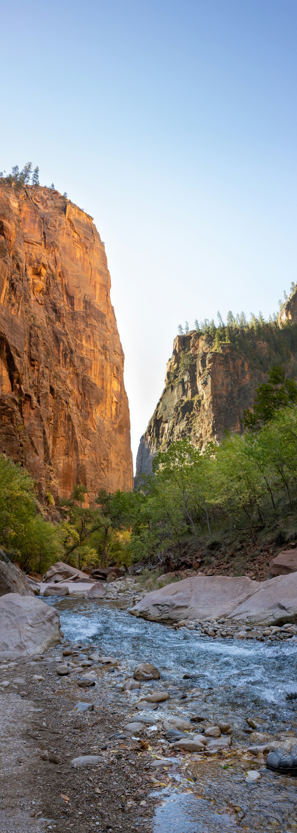 Montagne rocheuse brune avec des arbres verts pendant la journée