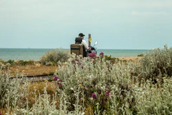 pink flowers near body of water during daytime