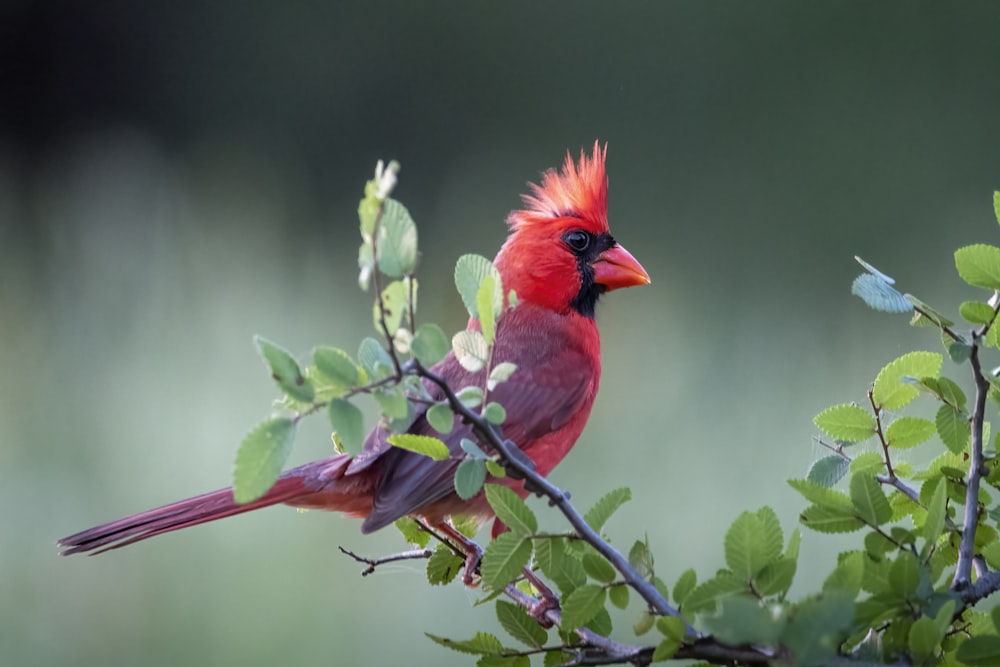 Oiseau rouge et noir sur la branche d’arbre pendant la journée