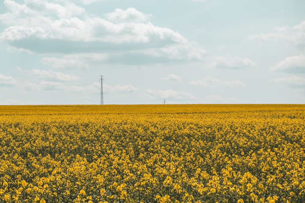 yellow flower field under white clouds during daytime