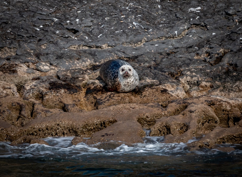 Phoque blanc et noir sur sable brun près du plan d’eau pendant la journée