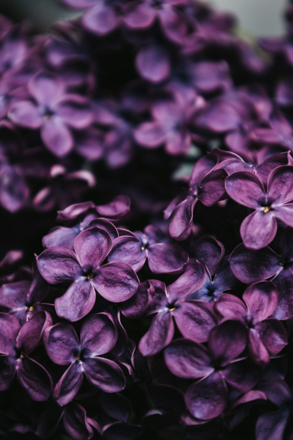 purple flowers in macro shot