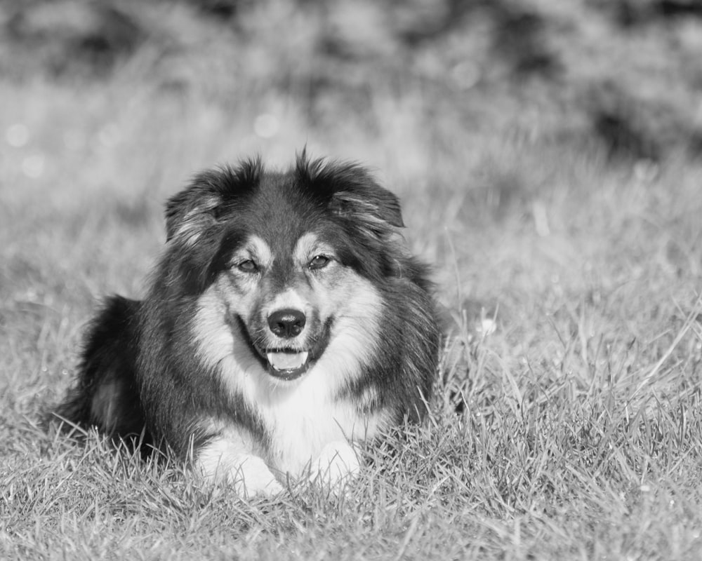 grayscale photo of long coated dog lying on grass