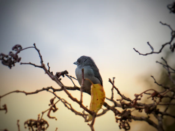 A peaceful gray bird perched on a weathered branch against a soft dawn sky, symbolizing transition and hope.