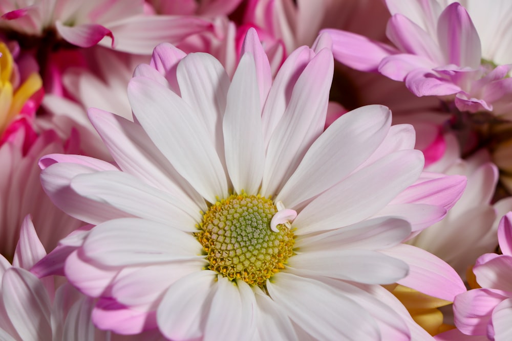 pink and white flower in macro shot