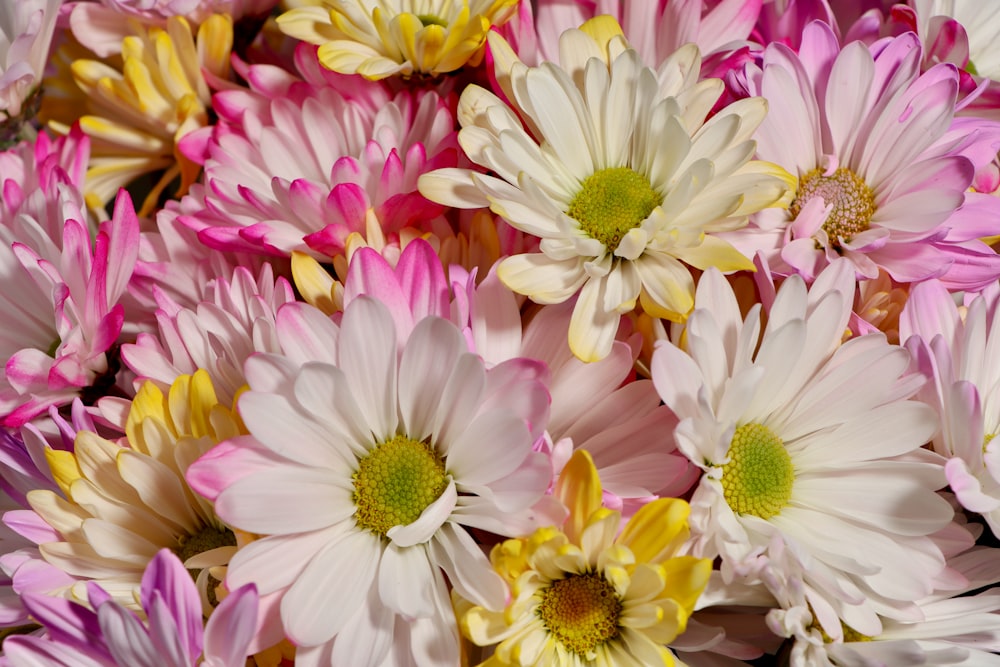 pink and white flower petals