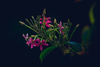 A cluster of small, vibrant pink flowers with elongated green stems and buds. The flowers have long, slender petals and the foliage appears lush against a dark background.