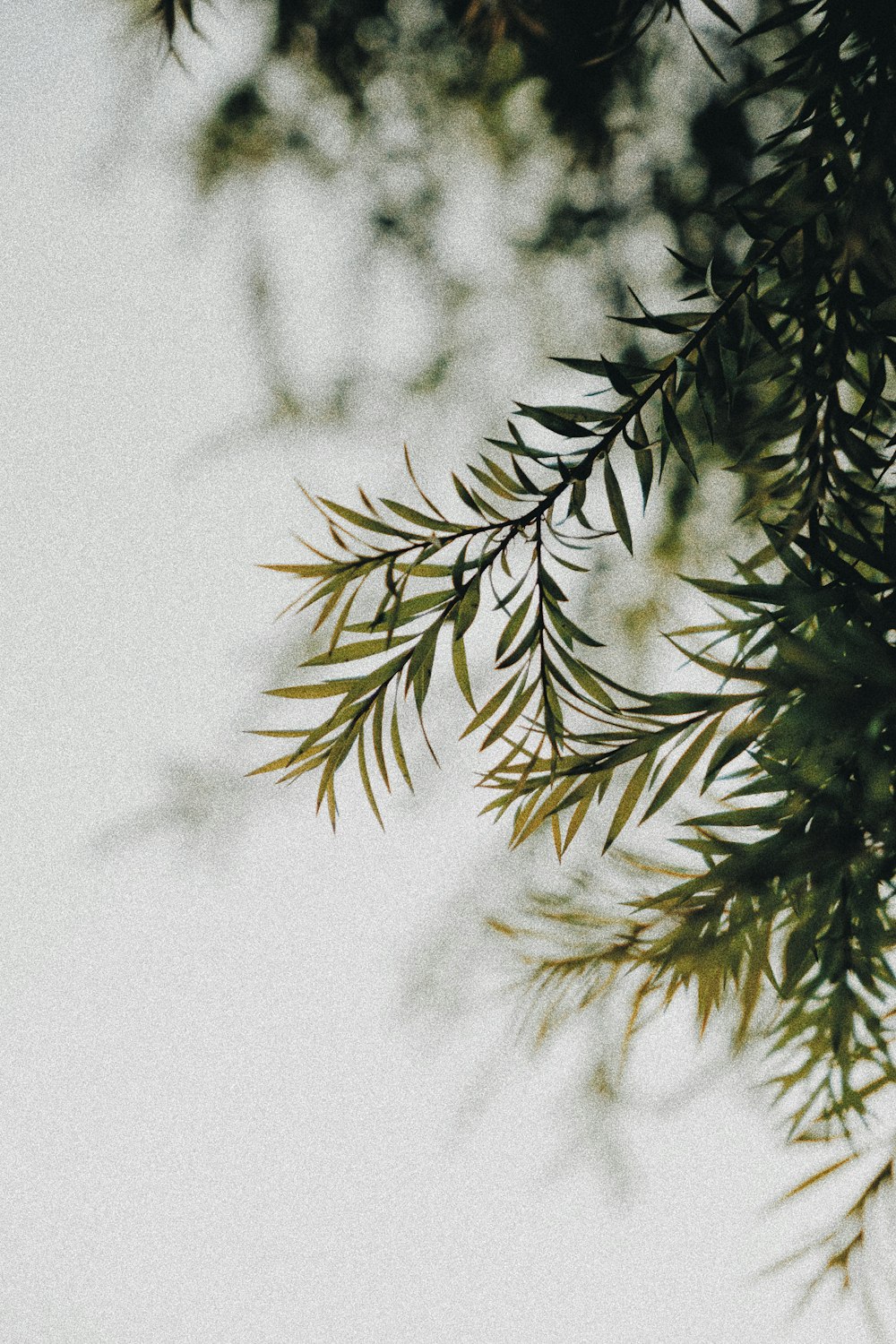 green pine tree covered with snow