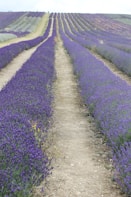 purple flower field during daytime