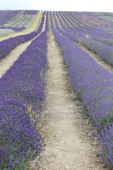 purple flower field during daytime