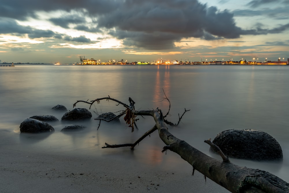 brown tree branch on water during sunset