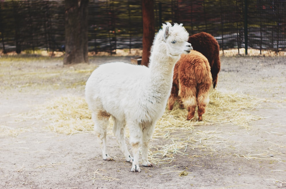 white llama on brown field during daytime