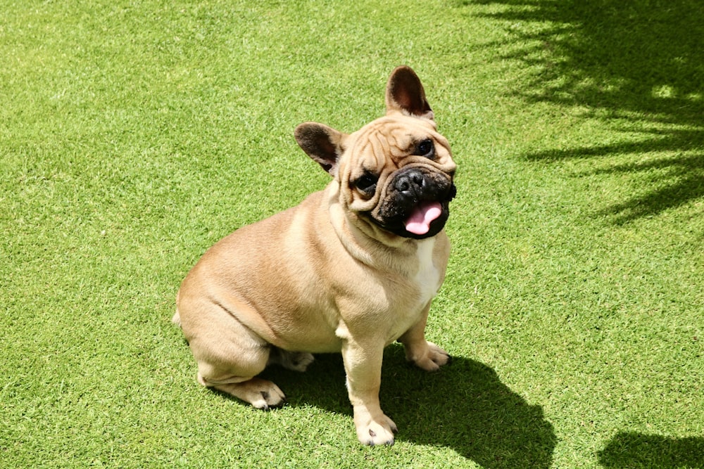 carlino fulvo sul campo di erba verde durante il giorno