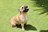 A close-up of a lilac French Bulldog puppy with bright, curious eyes sitting on soft grass.