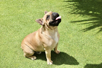 A happy French Bulldog puppy playing in a sunny Frisco backyard with green grass and blue sky.