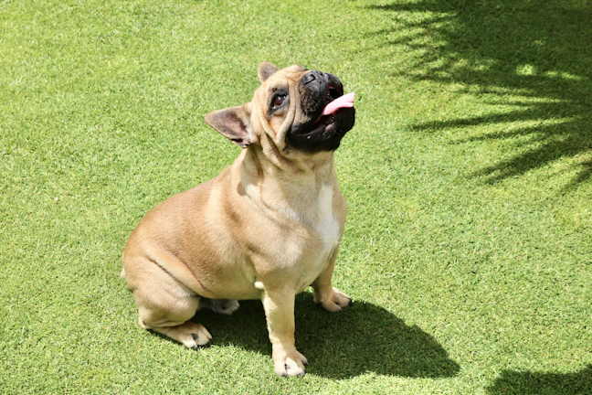 A close-up of a lilac French Bulldog puppy with bright, curious eyes sitting on soft grass.