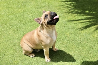 fawn pug on green grass field during daytime