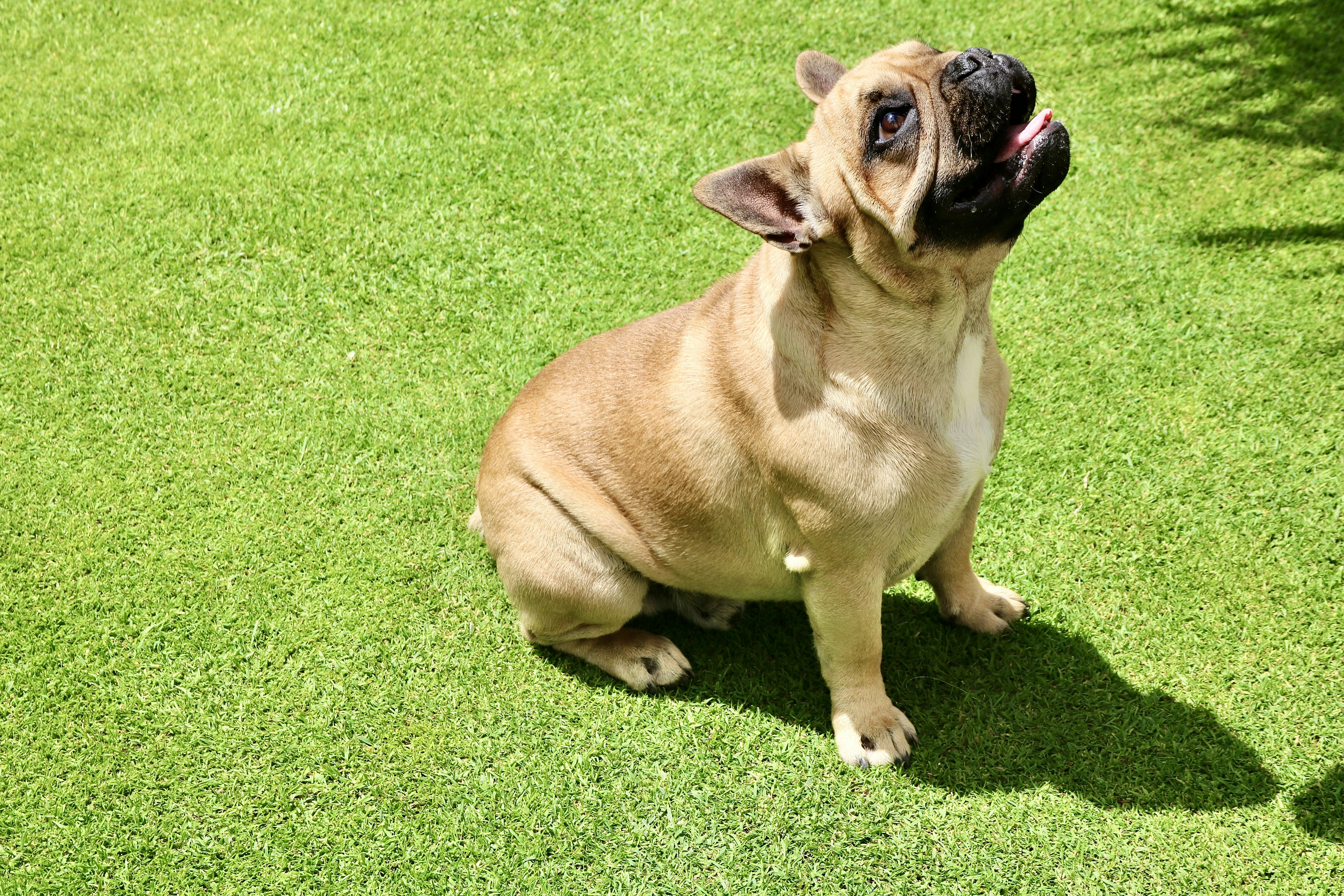 Bulldog Francés