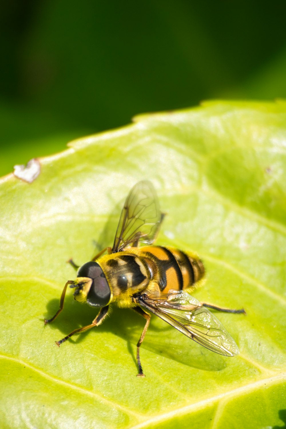 black and yellow bee on green leaf